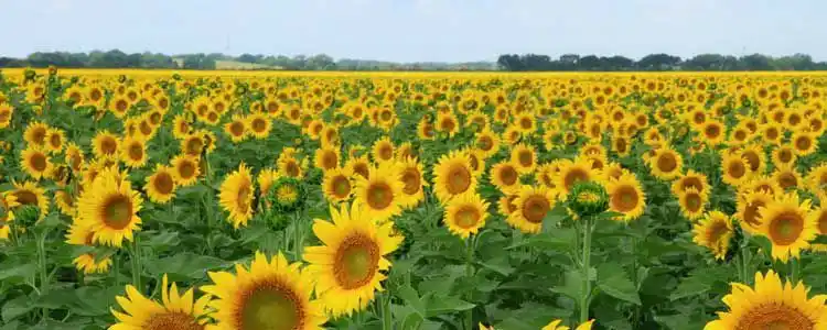 Ayçiçeği Üretimi