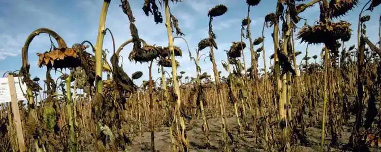 Ayçiçeği Üretimi