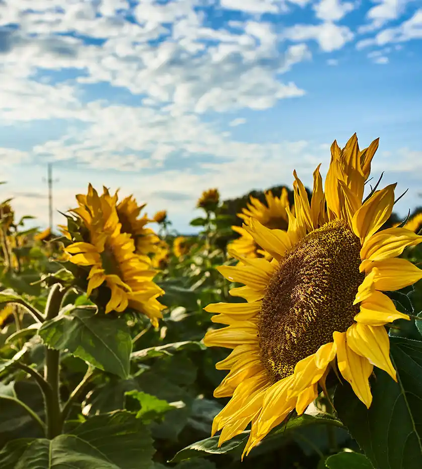 Ayçiçeği Üretimi Toprak İsteği