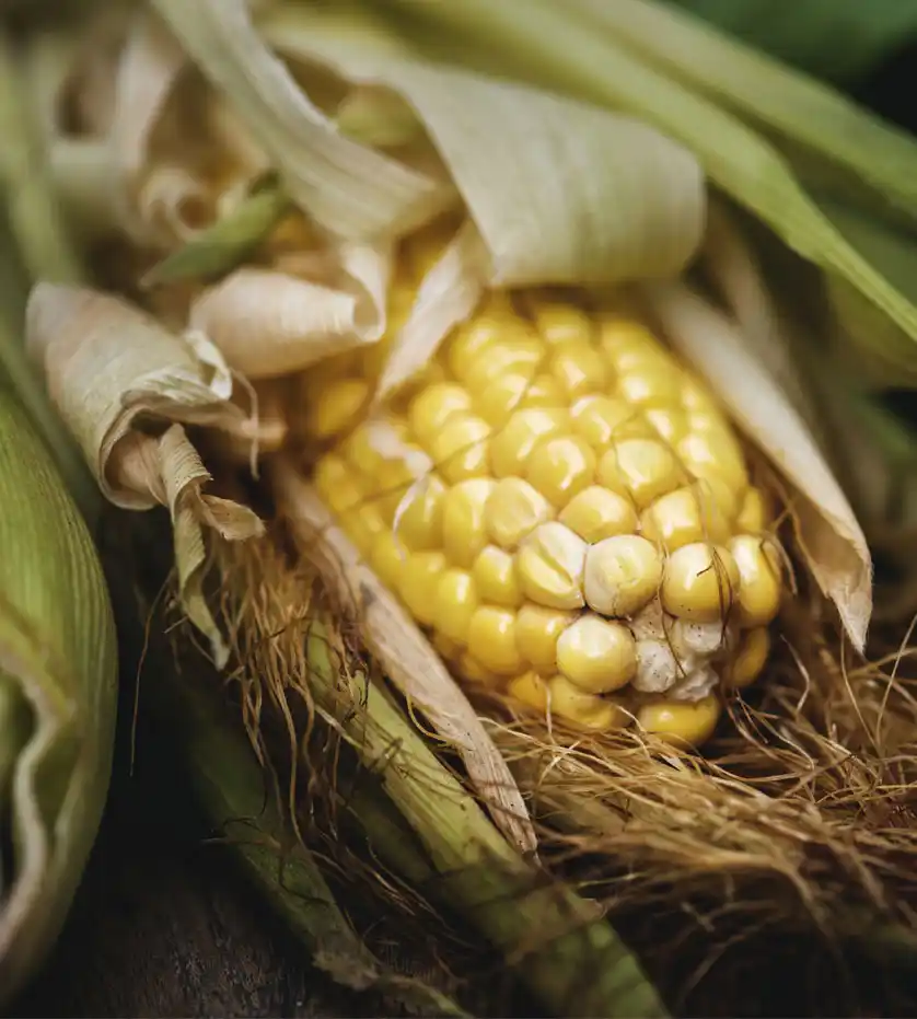 Mısır Tarımı ve Üretim Teknikleri