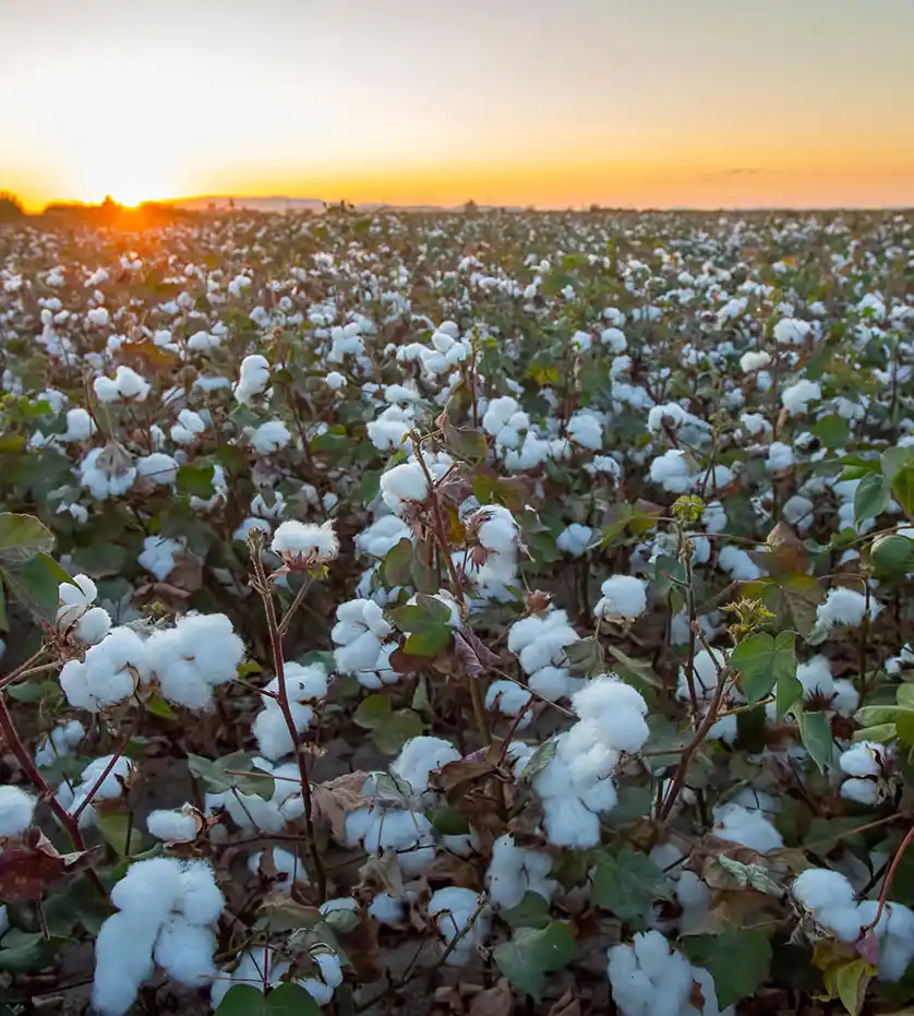 Verimli Pamuk Üretimi