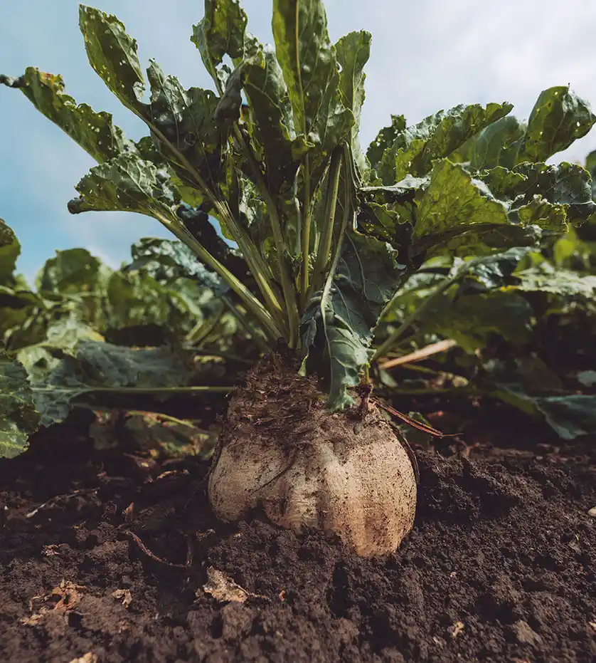 Şeker Pancarı Üretimi Toprak Hazırlığı